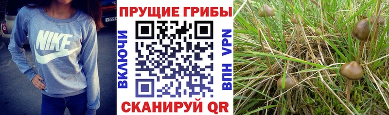 Галлюциногенные грибы GOLDEN TEACHER  цены наркотик  Химки 
